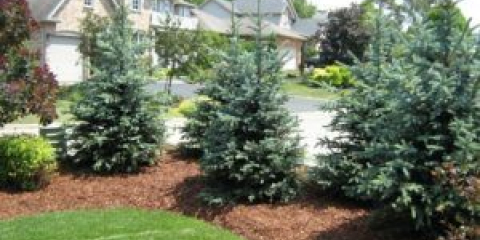 Pichlavý modrý smrk pro výzdobu letní chaty